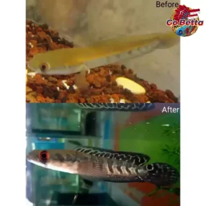 🇸🇬 BLACK DIAMOND FISH PELLET FISH FOOD (20 g) EMPHASIZES THE BAR OF INCREASING INTEREST ON MARU