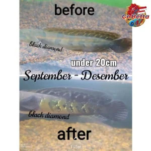 🇸🇬 BLACK DIAMOND FISH PELLET FISH FOOD (20 g) EMPHASIZES THE BAR OF INCREASING INTEREST ON MARU