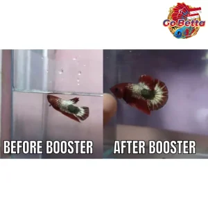🇸🇬 Betta Fish Multivitamin & Booster 100 ml – Essential Supplement for Contest Betta, Channa & Ornamental Fish Health Ca
