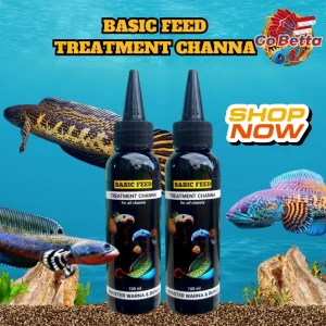 🇸🇬 BASIC FEED TREATMENT OF CHANNA FLARING FISH | CHANNA FISH VITAMINS 100ML INCREASE COLOR AND FLOWER BETTA PET SHOP