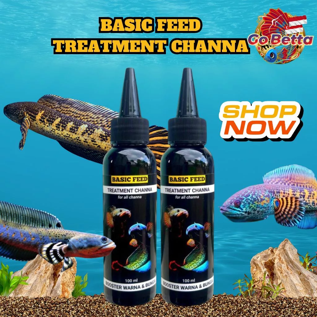 🇸🇬 BASIC FEED TREATMENT OF CHANNA FLARING FISH | CHANNA FISH VITAMINS 100ML INCREASE COLOR AND FLOWER BETTA PET SHOP