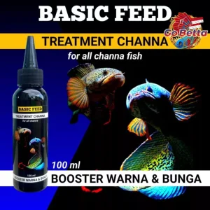 🇸🇬 BASIC FEED TREATMENT OF CHANNA FLARING FISH | CHANNA FISH VITAMINS 100ML INCREASE COLOR AND FLOWER BETTA PET SHOP