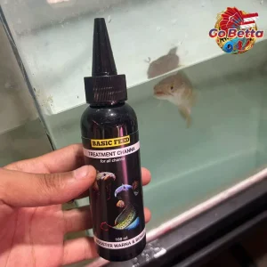 🇸🇬 BASIC FEED TREATMENT OF CHANNA FLARING FISH | CHANNA FISH VITAMINS 100ML INCREASE COLOR AND FLOWER BETTA PET SHOP
