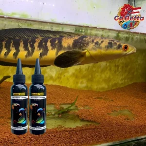🇸🇬 BASIC FEED TREATMENT OF CHANNA FLARING FISH | CHANNA FISH VITAMINS 100ML INCREASE COLOR AND FLOWER BETTA PET SHOP