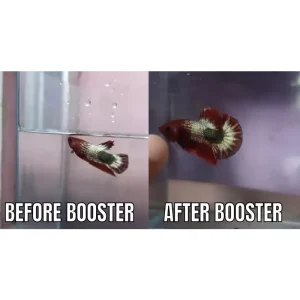 SG Seller BETTA BOOSTER MULTIVITAMIN OBAT CUPANG KONTES / CHANNA / IKAN HIAS | Betta Fish Contest Multivitamin Vitamins