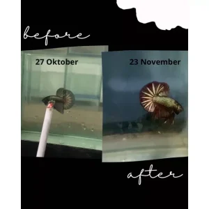 SG Seller BETTA BOOSTER MULTIVITAMIN OBAT CUPANG KONTES / CHANNA / IKAN HIAS | Betta Fish Contest Multivitamin Vitamins