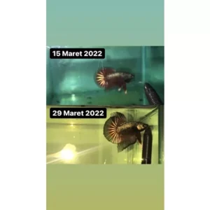 SG Seller BETTA BOOSTER MULTIVITAMIN OBAT CUPANG KONTES / CHANNA / IKAN HIAS | Betta Fish Contest Multivitamin Vitamins