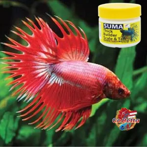 🇸🇬 SUMA Fish Food Pellet Thick Builder Scale and Tail 20g | Fish Pellet for Scale & Tail Enhancer Betta Fish Suma Thai