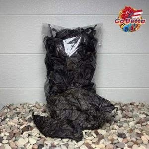 🇸🇬 Premium Ketapang Bundle: Fermented 5x100gr Super Quality for Betta Fish, Channa, Arwana | Processed Dry Leaves