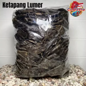 🇸🇬 Premium Ketapang Bundle: Fermented 5x100gr Super Quality for Betta Fish, Channa, Arwana | Processed Dry Leaves