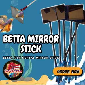 🇸🇬 CHANNA/BETTA MIRROR STICK STICK CERMIN MENTAL STICK IKAN CUPANG LATIHAN MENTAL CHANNA STICK JANTUR FLARE STICK CUPANG
