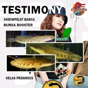 🇸🇬 PELET BUNGA SHRIMPELET BARCA 30g – Food for Channa Maru, YS Red with Melanin & Guanin – Enhance Fish Color & Growth