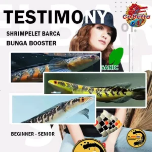 🇸🇬 PELET BUNGA SHRIMPELET BARCA 30g – Food for Channa Maru, YS Red with Melanin & Guanin – Enhance Fish Color & Growth