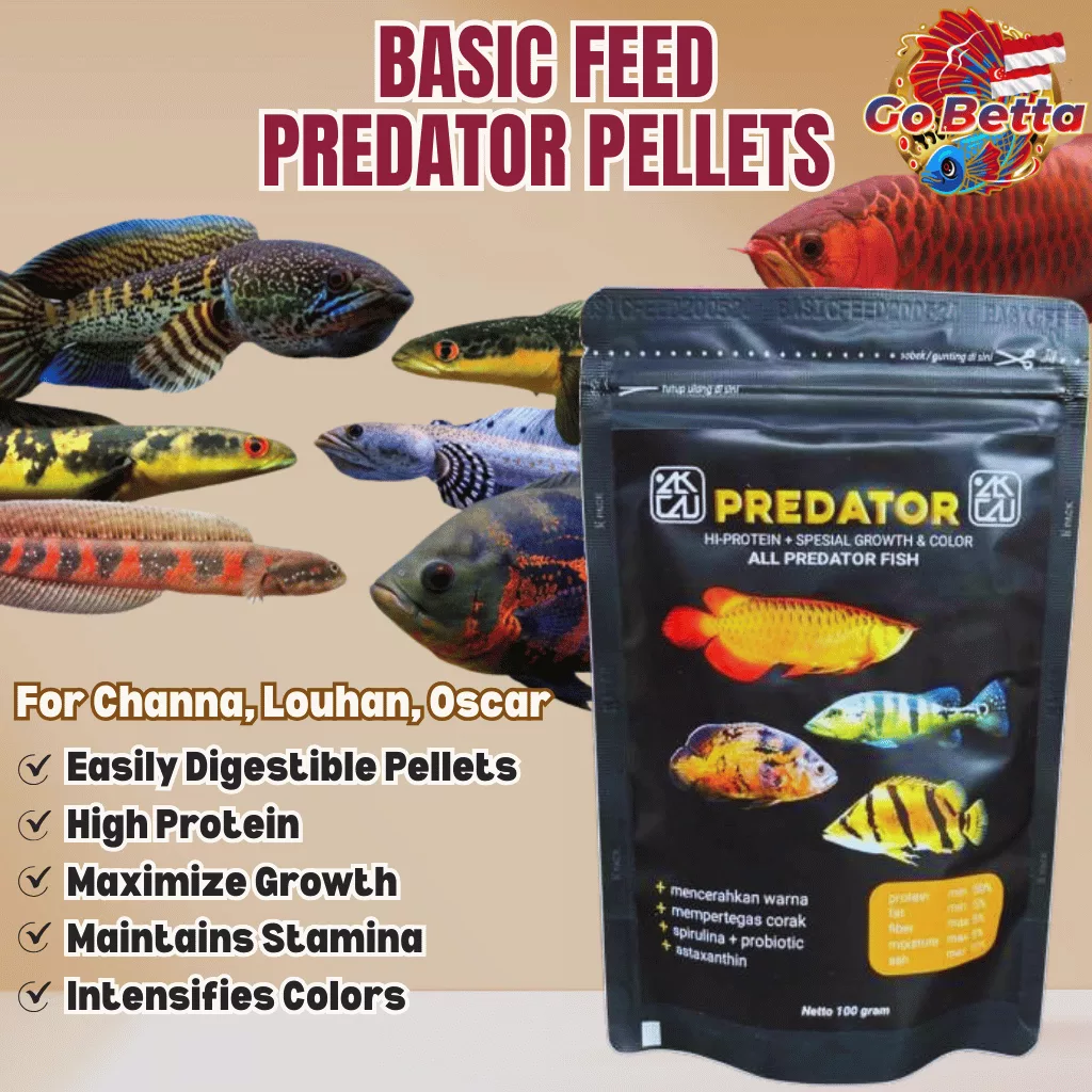 Fish Food Predator BASIC FEED High Protein 60% | Growth Support, Color Boost & Immunity Formula for Arowana Oscar Channa