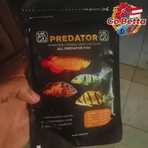 Fish Food Predator BASIC FEED High Protein 60% | Growth Support, Color Boost & Immunity Formula for Arowana Oscar Channa