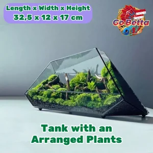 NOVA Geometric Glass Terrarium 32.5x12x17cm 3mm Thick Handmade DIY Glass Enclosure for Plants Succulents Premium Display