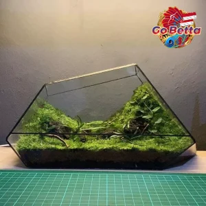 NOVA Geometric Glass Terrarium 32.5x12x17cm 3mm Thick Handmade DIY Glass Enclosure for Plants Succulents Premium Display