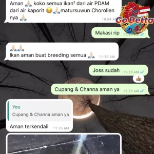 🇸🇬 ISHCO CHLORINE STOP ANTI-CHLORINE NEUTRALIZER OF WELL WATER ANTI KLORIN PENETRAL AIR SUMUR KAPORIT AQUARIUM IKAN
