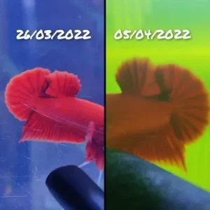 [SG Seller] Premium Bone N Scale Calcium Betta Fish Calcium Supplement Kalsium Suplemen Ikan Cupang Kontes Betta Contest