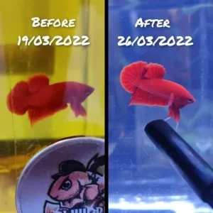 [SG Seller] Premium Bone N Scale Calcium Betta Fish Calcium Supplement Kalsium Suplemen Ikan Cupang Kontes Betta Contest
