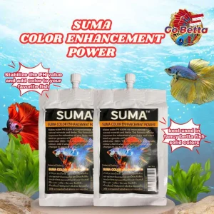 🇸🇬 SUMA COLOR ENHANCEMENT POWER BETTA FISH SUMA COMPETITION BREEDING COMP THAI INDIAN ALMOND LEAVES KATAPANG FRESH STOCK