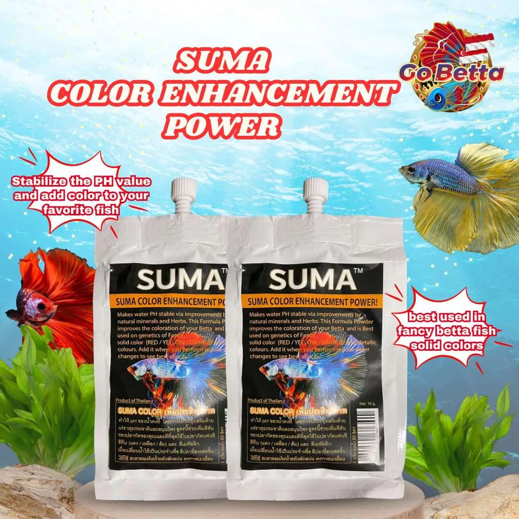 🇸🇬 SUMA COLOR ENHANCEMENT POWER BETTA FISH SUMA COMPETITION BREEDING COMP THAI INDIAN ALMOND LEAVES KATAPANG FRESH STOCK