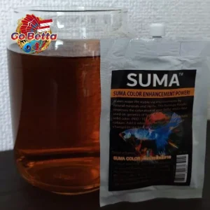 🇸🇬 SUMA COLOR ENHANCEMENT POWER BETTA FISH SUMA COMPETITION BREEDING COMP THAI INDIAN ALMOND LEAVES KATAPANG FRESH STOCK