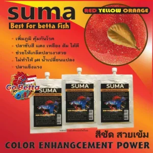 🇸🇬 SUMA COLOR ENHANCEMENT POWER BETTA FISH SUMA COMPETITION BREEDING COMP THAI INDIAN ALMOND LEAVES KATAPANG FRESH STOCK