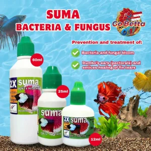 🇸🇬 SUMA BIG EAR BIG TAIL | BETTA FISH SUMA THAI  | FRESH STOCKS DIRECTLY FROM MANUFACTURER