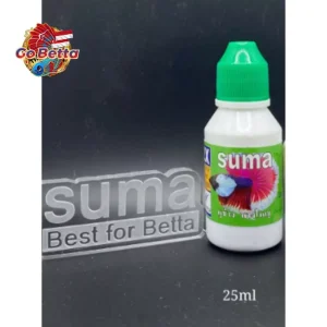 🇸🇬 SUMA BIG EAR BIG TAIL | BETTA FISH SUMA THAI  | FRESH STOCKS DIRECTLY FROM MANUFACTURER