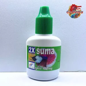 🇸🇬 SUMA BIG EAR BIG TAIL | BETTA FISH SUMA THAI  | FRESH STOCKS DIRECTLY FROM MANUFACTURER