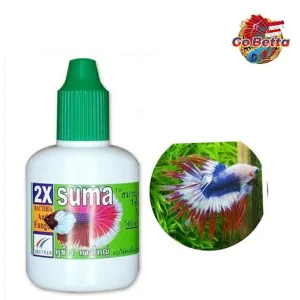 🇸🇬 SUMA BIG EAR BIG TAIL | BETTA FISH SUMA THAI  | FRESH STOCKS DIRECTLY FROM MANUFACTURER