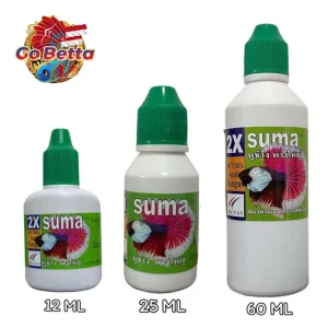 🇸🇬 SUMA BIG EAR BIG TAIL | BETTA FISH SUMA THAI  | FRESH STOCKS DIRECTLY FROM MANUFACTURER