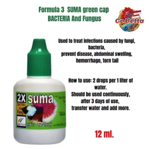 🇸🇬 SUMA BIG EAR BIG TAIL | BETTA FISH SUMA THAI  | FRESH STOCKS DIRECTLY FROM MANUFACTURER