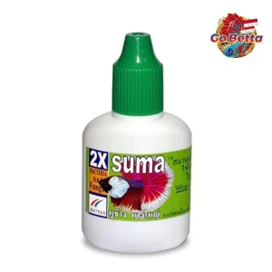 🇸🇬 SUMA BIG EAR BIG TAIL | BETTA FISH SUMA THAI  | FRESH STOCKS DIRECTLY FROM MANUFACTURER