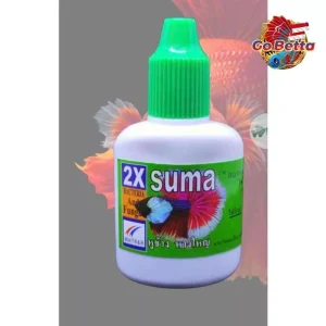 🇸🇬 SUMA BIG EAR BIG TAIL | BETTA FISH SUMA THAI  | FRESH STOCKS DIRECTLY FROM MANUFACTURER