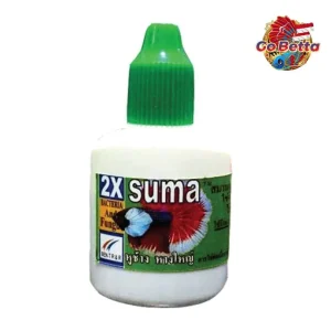 🇸🇬 SUMA BIG EAR BIG TAIL | BETTA FISH SUMA THAI  | FRESH STOCKS DIRECTLY FROM MANUFACTURER