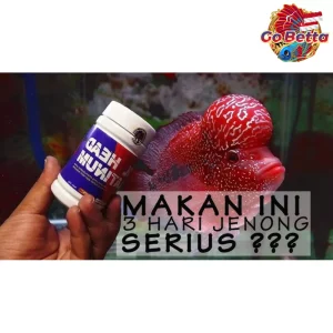 🇸🇬 HULX Bighead Premium Flowerhorn Feed – Boost Growth & Stunning Fish Heads, Enhance Color & Health