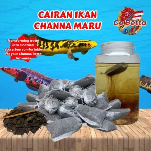 SG Seller Channa Maru Fish Liquid Auranti Limbata Pulchra Asiatica Special Treatment Fast Mutation Cairan Setan Channa