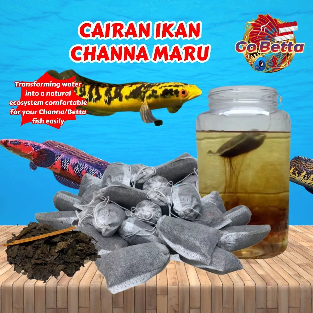 SG Seller Channa Maru Fish Liquid Auranti Limbata Pulchra Asiatica Special Treatment Fast Mutation Cairan Setan Channa