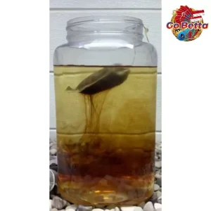 SG Seller Channa Maru Fish Liquid Auranti Limbata Pulchra Asiatica Special Treatment Fast Mutation Cairan Setan Channa