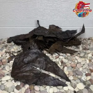 🇸🇬 Premium Ketapang Fermented Leaves Bundle 10x100g – Super Saver Value Pack | Perfect for Betta, Channa, Arwana Fish