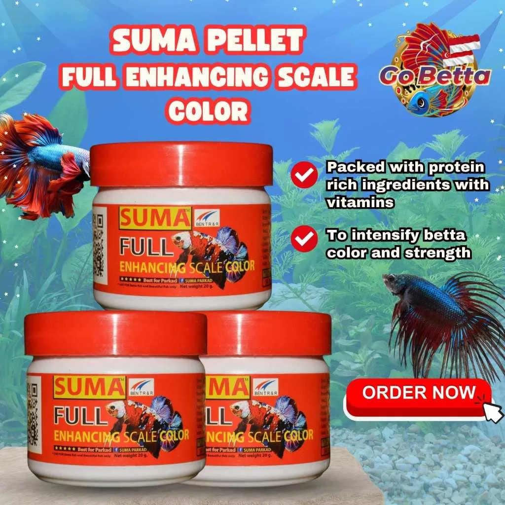 🇸🇬 SUMA BETTA FISH FOOD PELLET FOR FULL ENHANCING SCALE COLOR | SCALE COLOR ENHANCER BETTA FISH SUMA THAI | MAKANAN IKAN