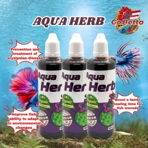 🇸🇬 AQUA HERB PREVENTION AND TREATMENT OF ERYSIPELAS DISEASE | FAMOUS AQUA KING THAILAND | FRESH STOCKS FROM MANUFACTURER