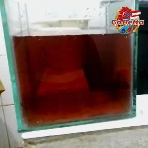 [SG Seller] PREMIUM INSTANT KETAPANG LEAF EXTRACT 1L NATURAL KETAPANG EXTRACT FOR BETTA FISH 1 L OBAT IKAN CATTAPA EXTRA
