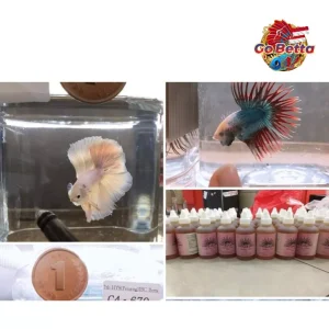 [SG Seller] AOG (Art of Grooming) BETTA SHOP BETTA STORE BETTA SINGAPORE ONLINE SHOP PET SHOP TOKO IKAN CUPANG