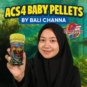 🇸🇬 ACS4 Baby Pellet for Red & Yellow Maru Channa 4–12cm  Boost Growth, Color, Bar Thickness & Fish Stamina #acs4baby