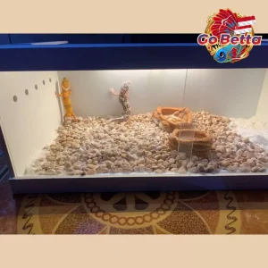 Reptile Terrarium 40x20x23 with Drawer | Full Set incl LED Light | PVC Board & Acrylic Enclosure for Gecko Snake Lizard