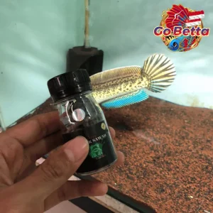 Fish Food Premium Field Frog Pellets | Natural Nutrition Color Boost & Bone Growth Support for Channa Predator Fish