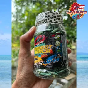 MAGGOT BARCA SUPER BLUE Fish Feed – Enhance Blue, White & Silver Color for Channa, Predator Fish | Premium Dry Maggot